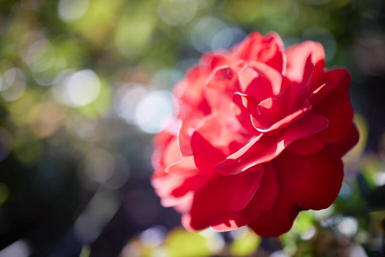 spring flowers